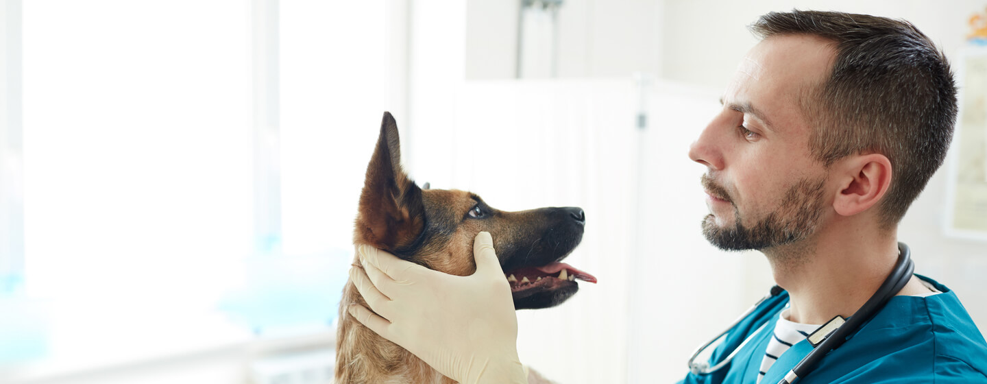 Dog being examined by vet