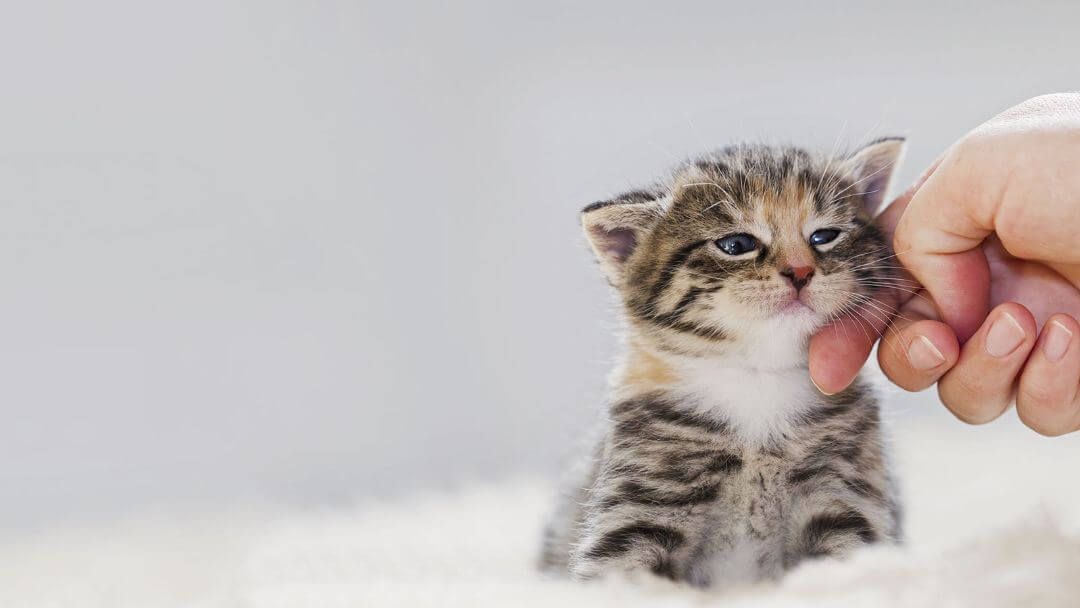 Cat Years To Human Years | Small Kitten Being Stroked