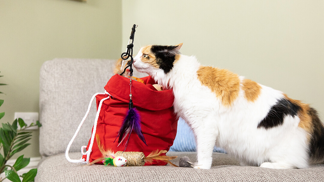 Catnip For Cat | Cat Sniffing Toys In Red Bag