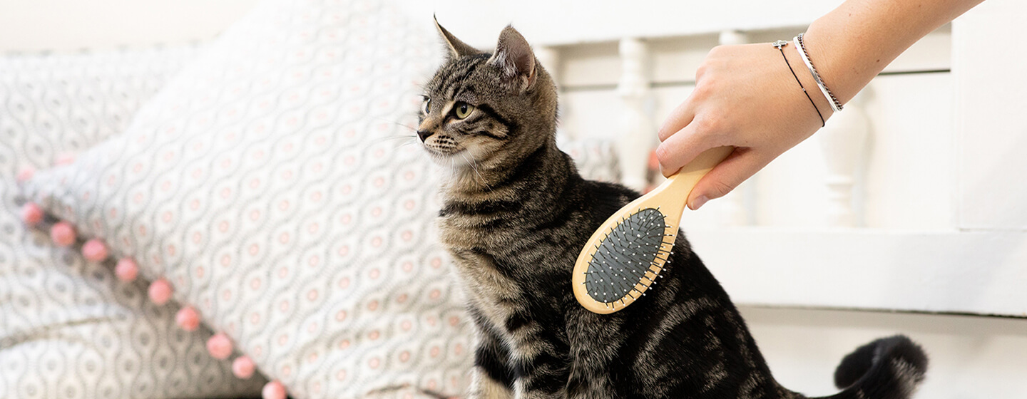 kitten being groomed