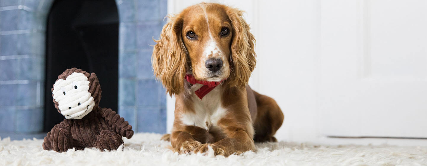 dog relaxing at home