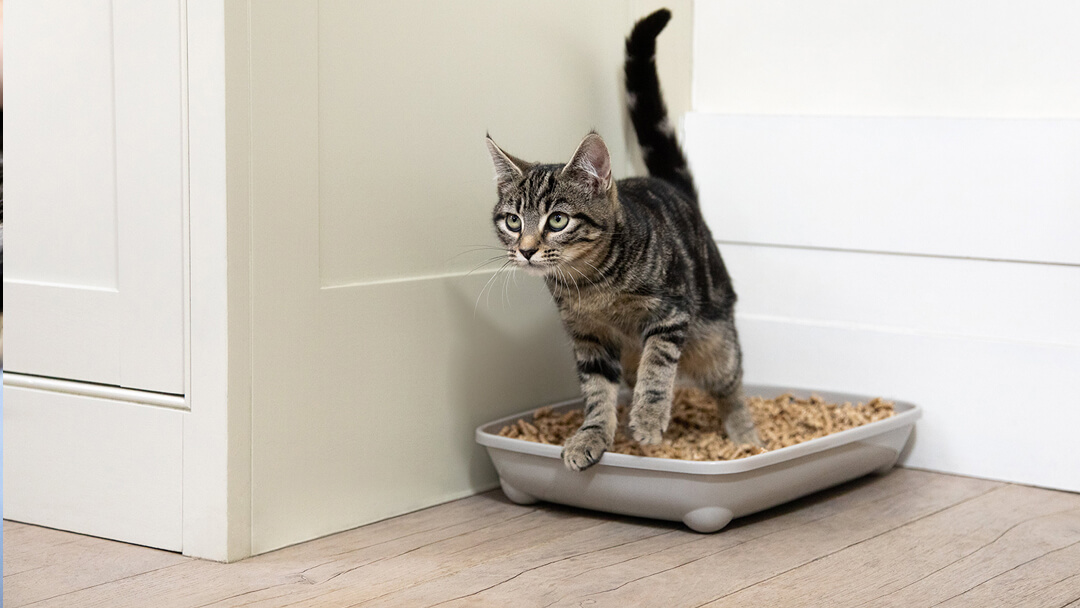 kitten in litter tray