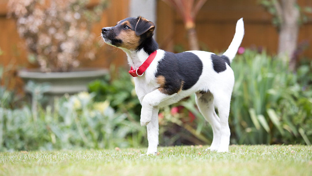 Dog Toilet Training | Happy Puppy Outside On The Grass