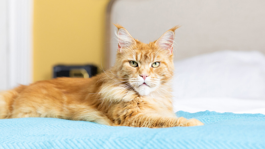 ginger cat on bed