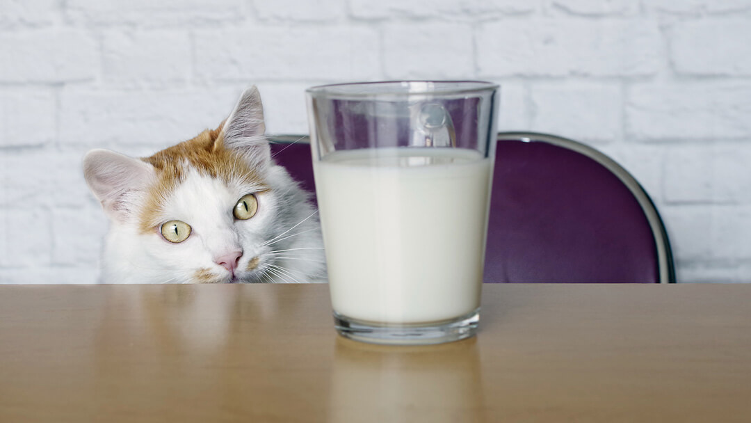 Cat Drinking Milk | Cat Looking At Milk