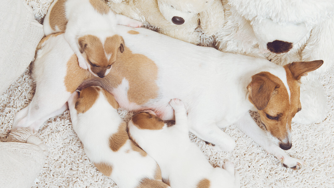 pregnant dog with puppies