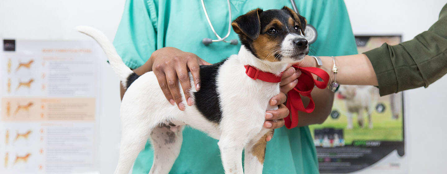 Dog examined at vets