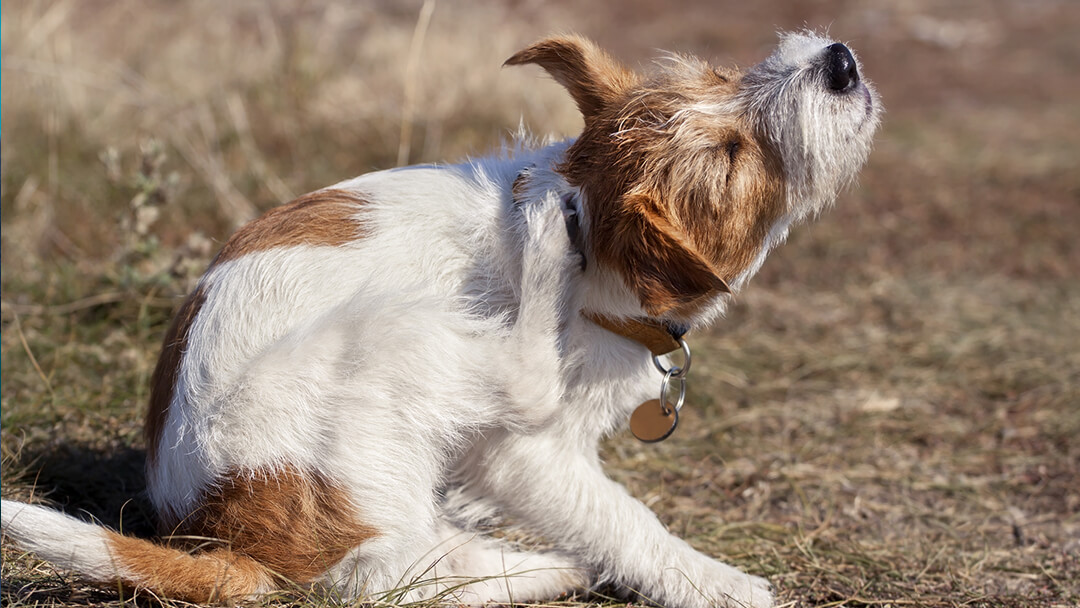 dog itching itself