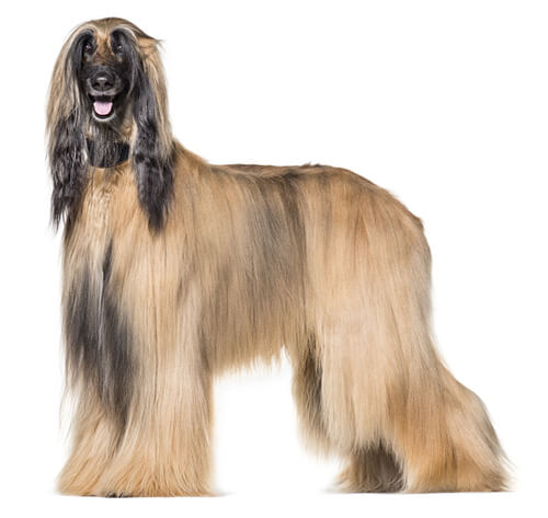Afghan Hound Dog Breed Information | Purina Afghan Hound Dog Breed Information | Purina