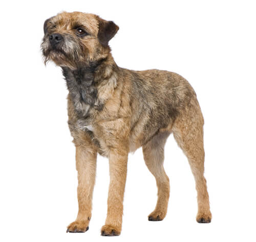 can you trim a border terrier