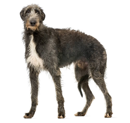 Deerhound Dog Breed Information | Purina