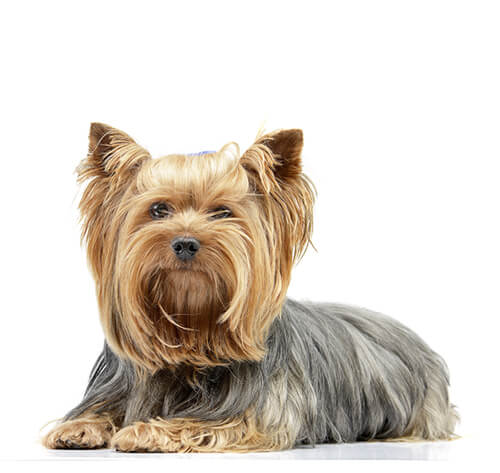 what dog will work best with my yorkie
