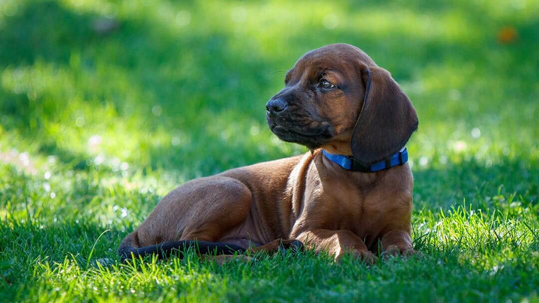 Dewormer For Dogs | Dog Sitting In Grass