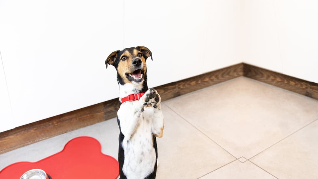 small dog standing on back legs with paws up