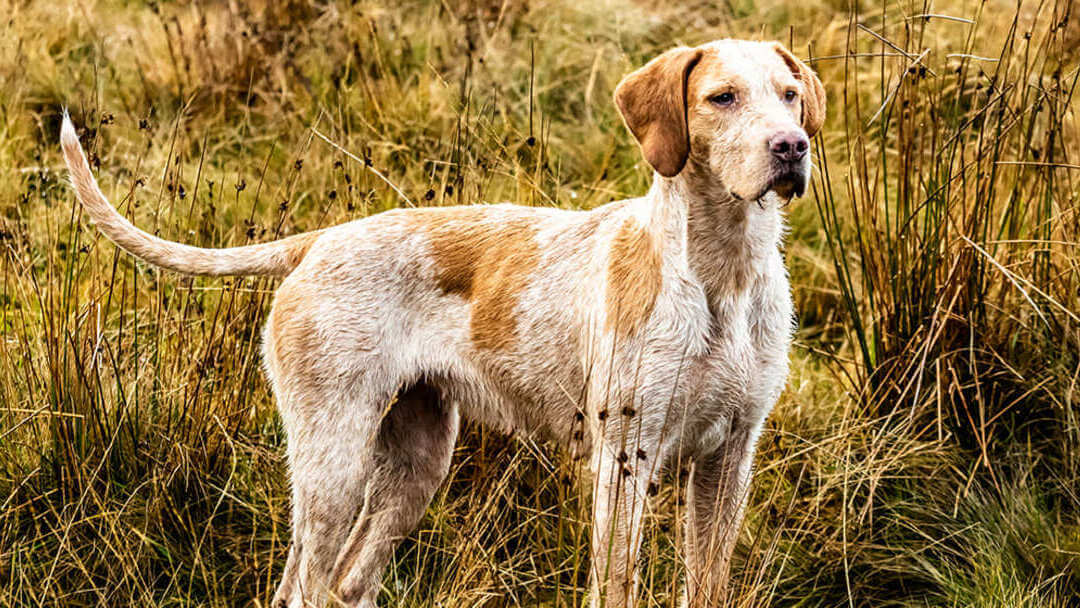 Dog is standing in the field and looking ahead