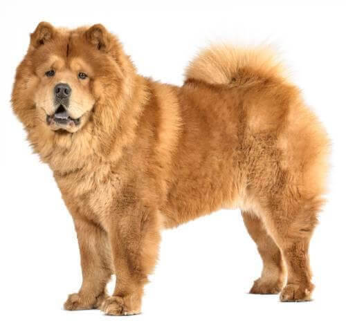 Smooth Chow Chow Dog Breed Facts & Information | Purina