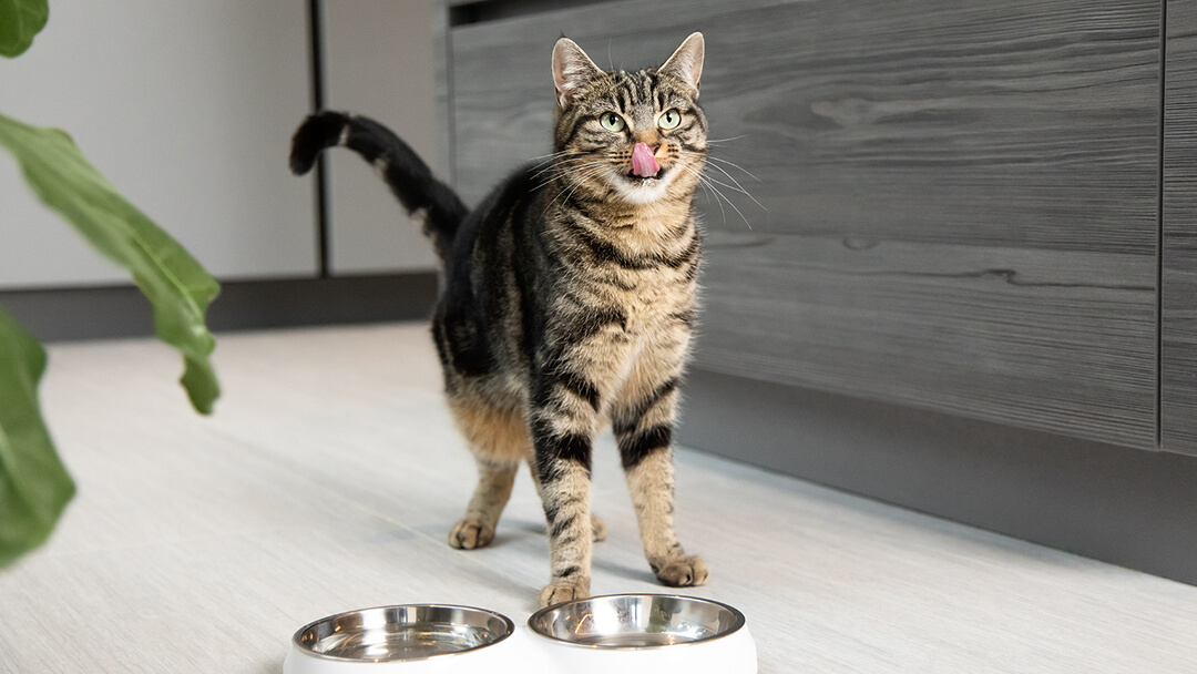 Can Cats Eat Raw Chicken | Cat Licking Lips Ready For Food