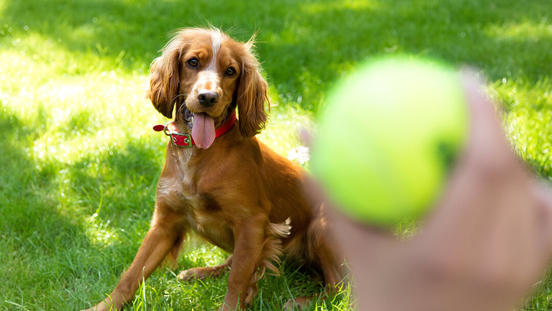 Playtime With Dog | Playing Ball With Spaniel