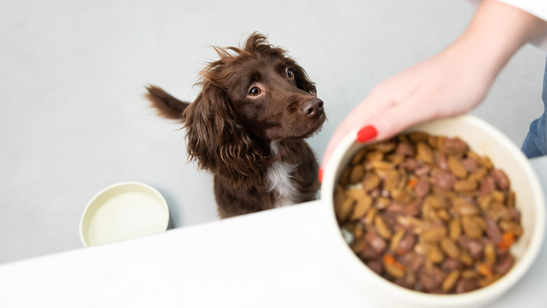 spaniel looking up at dog food bowl