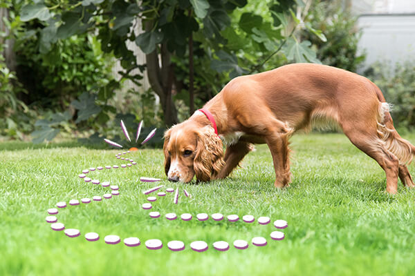 puppy treasure hunt