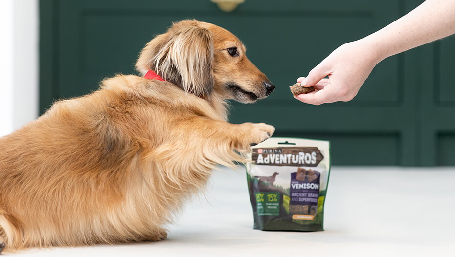dachshund giving paw for adventuros treat