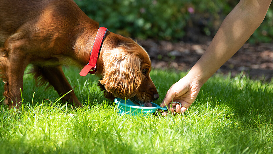 spaniel drinking water in the garden