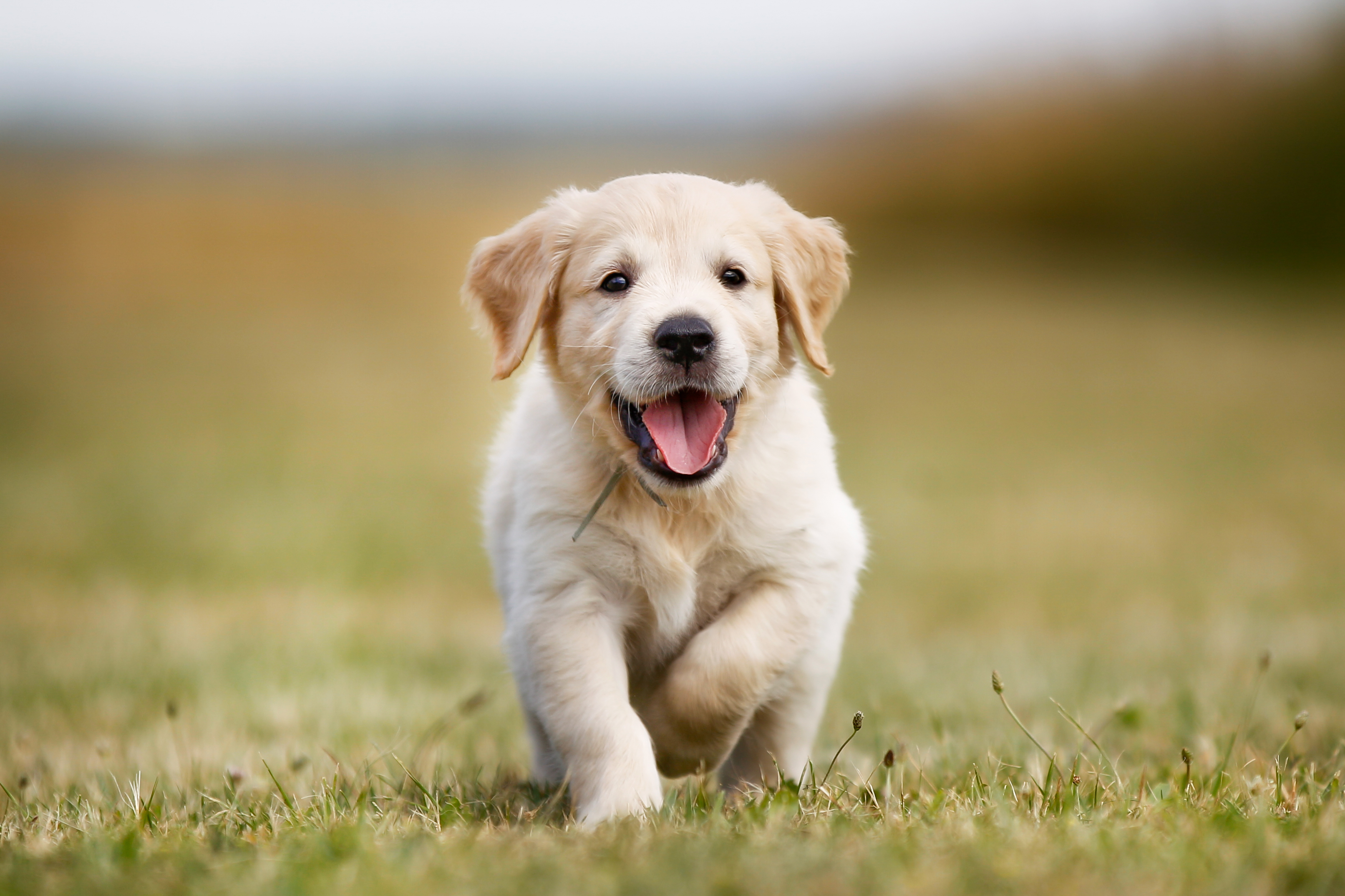 PRO PLAN® logo with Golden Retriever dog running across the field