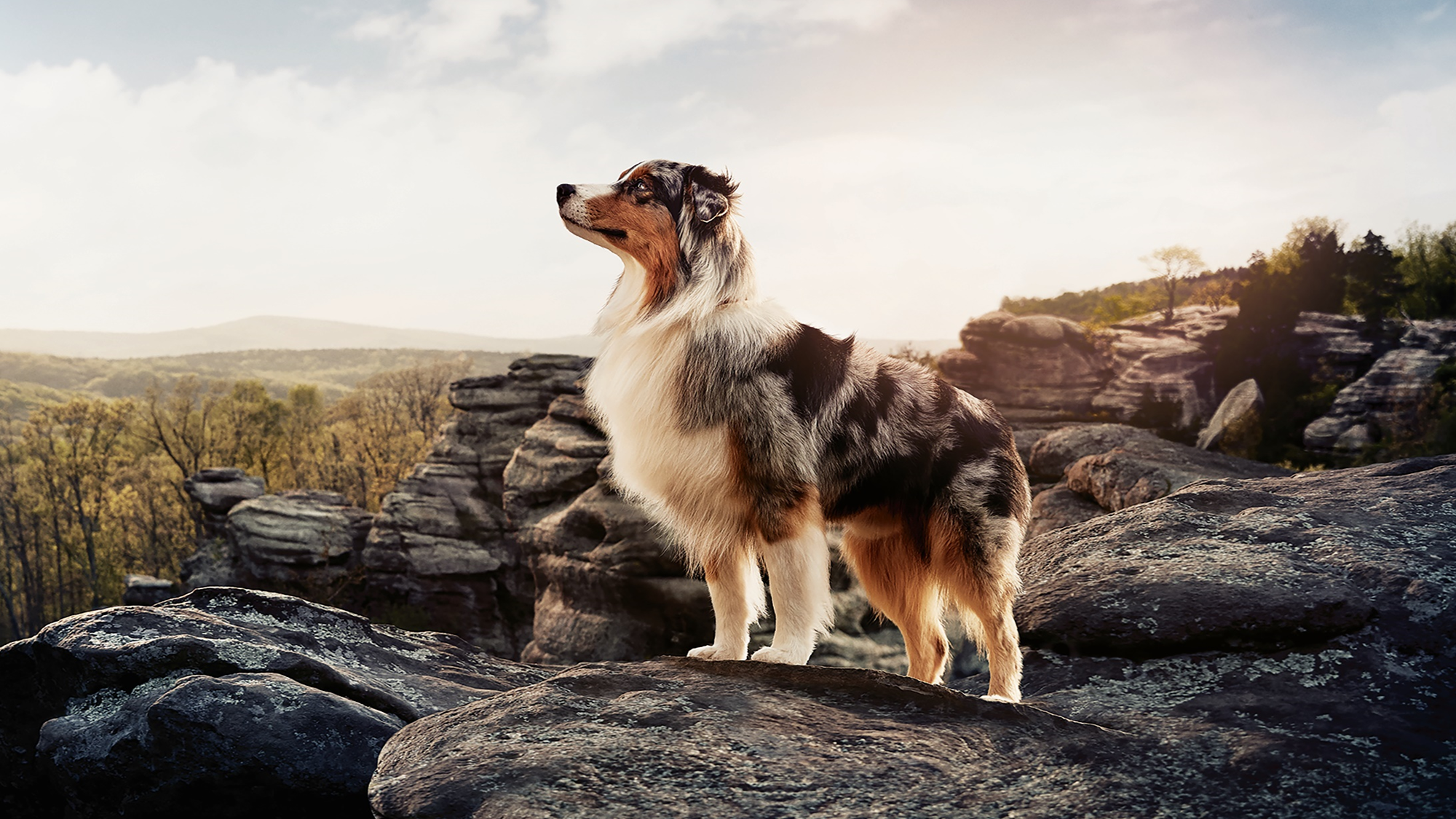 PRO PLAN logo with dog standing majestically on the hill