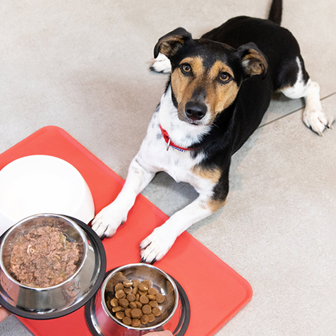 dog looking up at food being put down