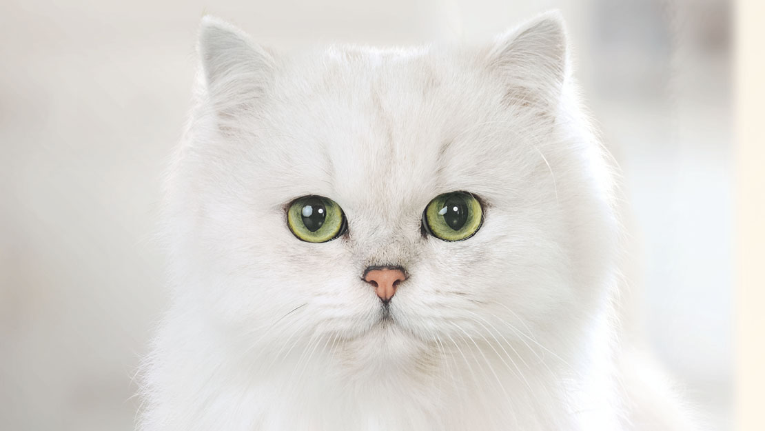 Persian cat looking into the screen