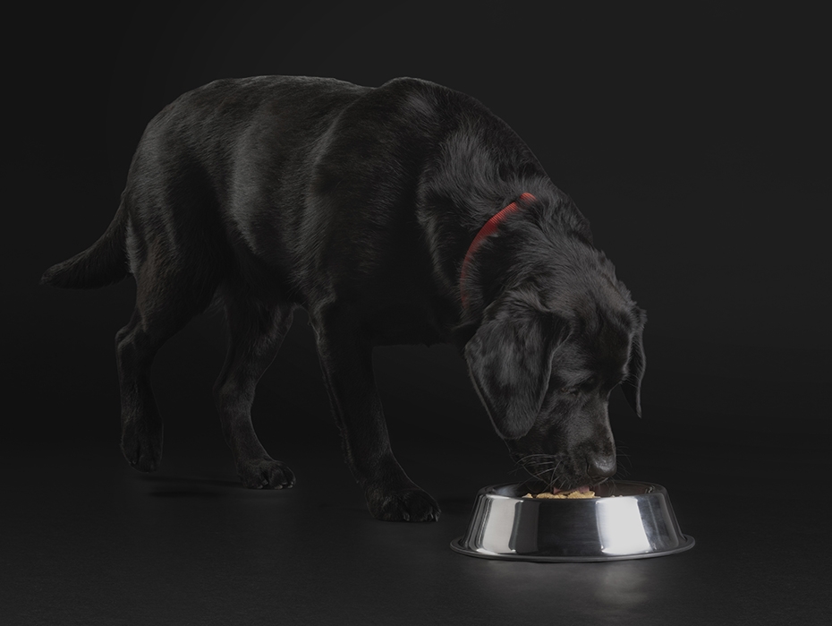 PRO PLAN® logo with black dog eating from food bowl