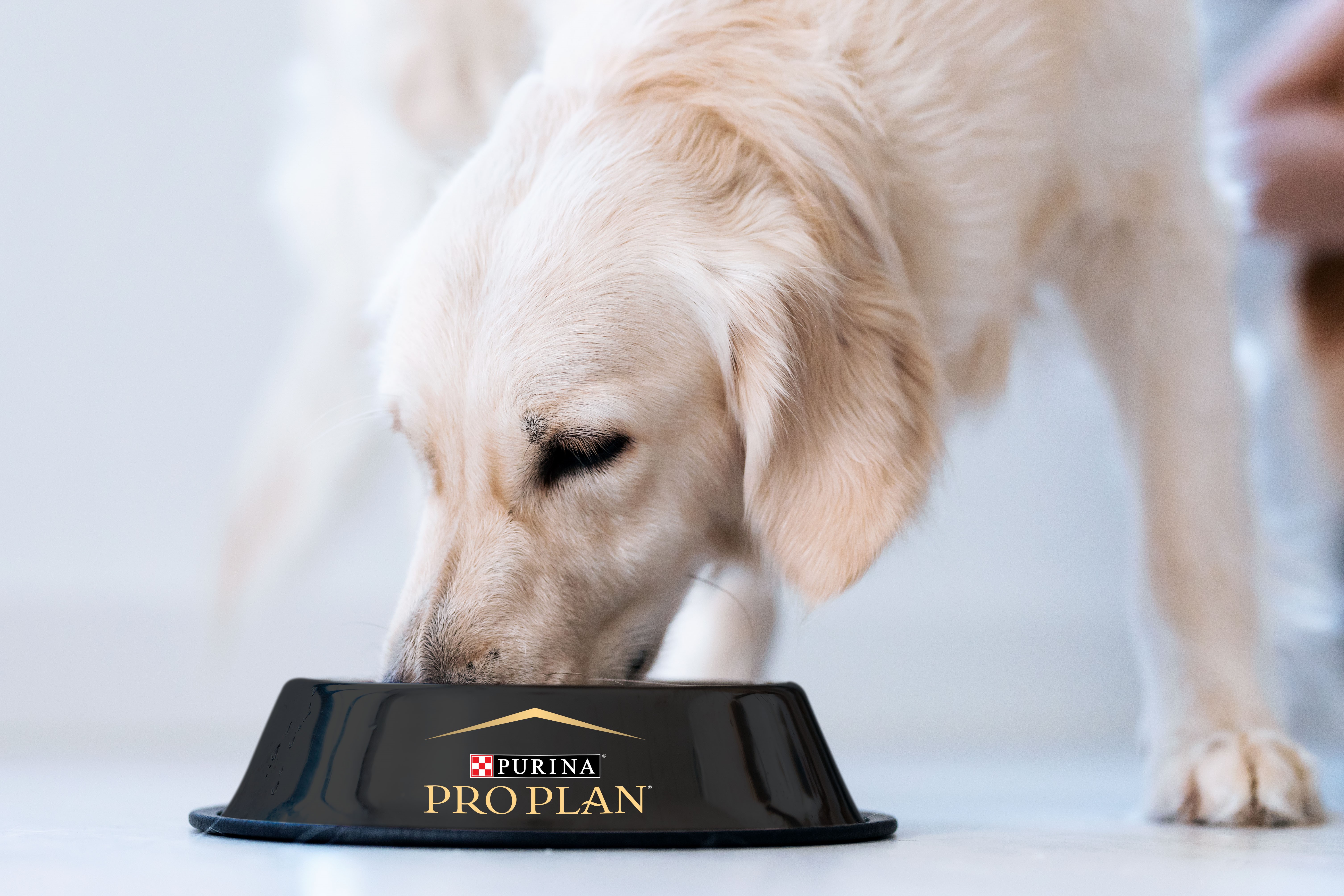 Golden Retriever eating PRO PLAN® dog food from food bowl