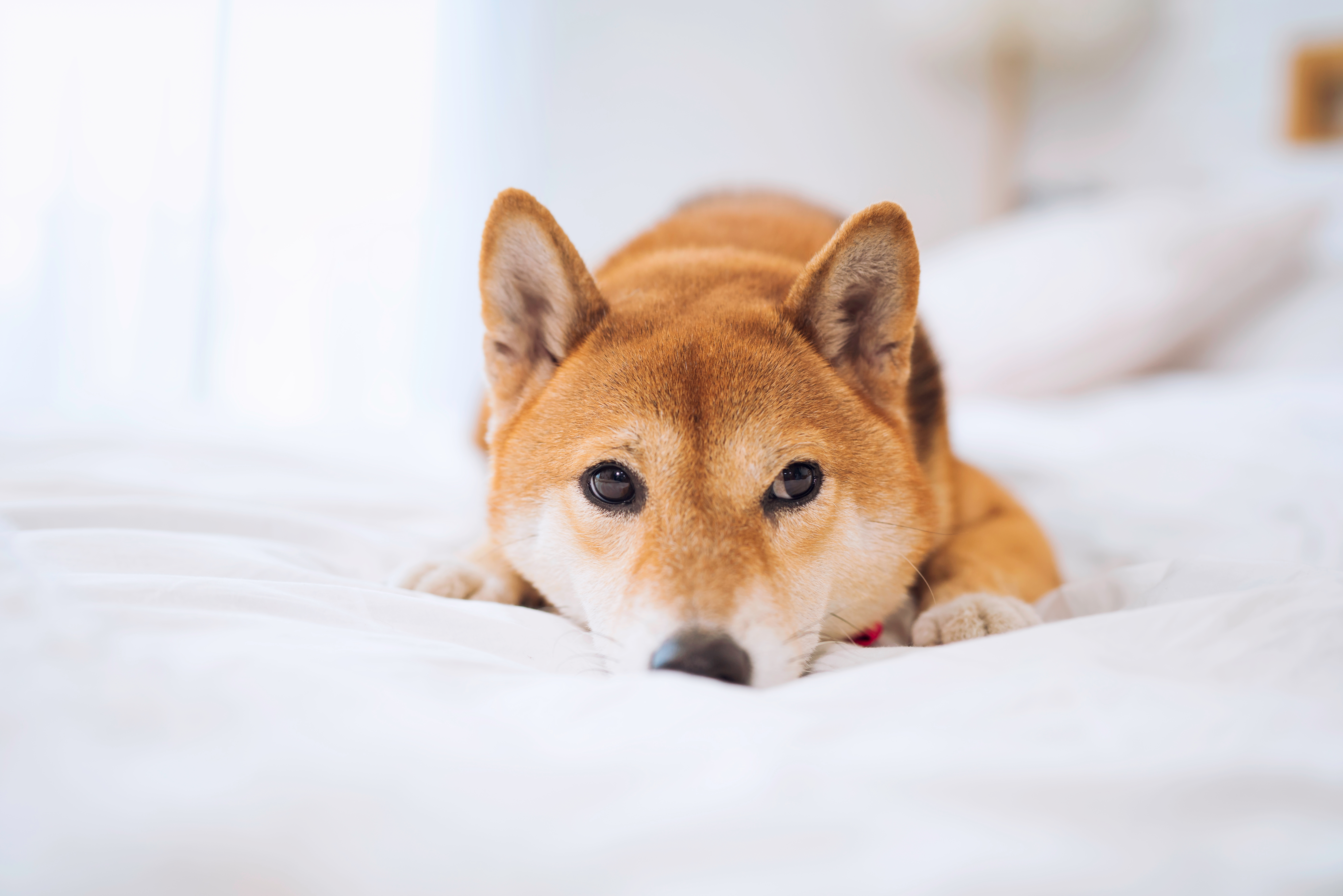 PRO PLAN® logo with Shiba Inu dog lying on bed sheet