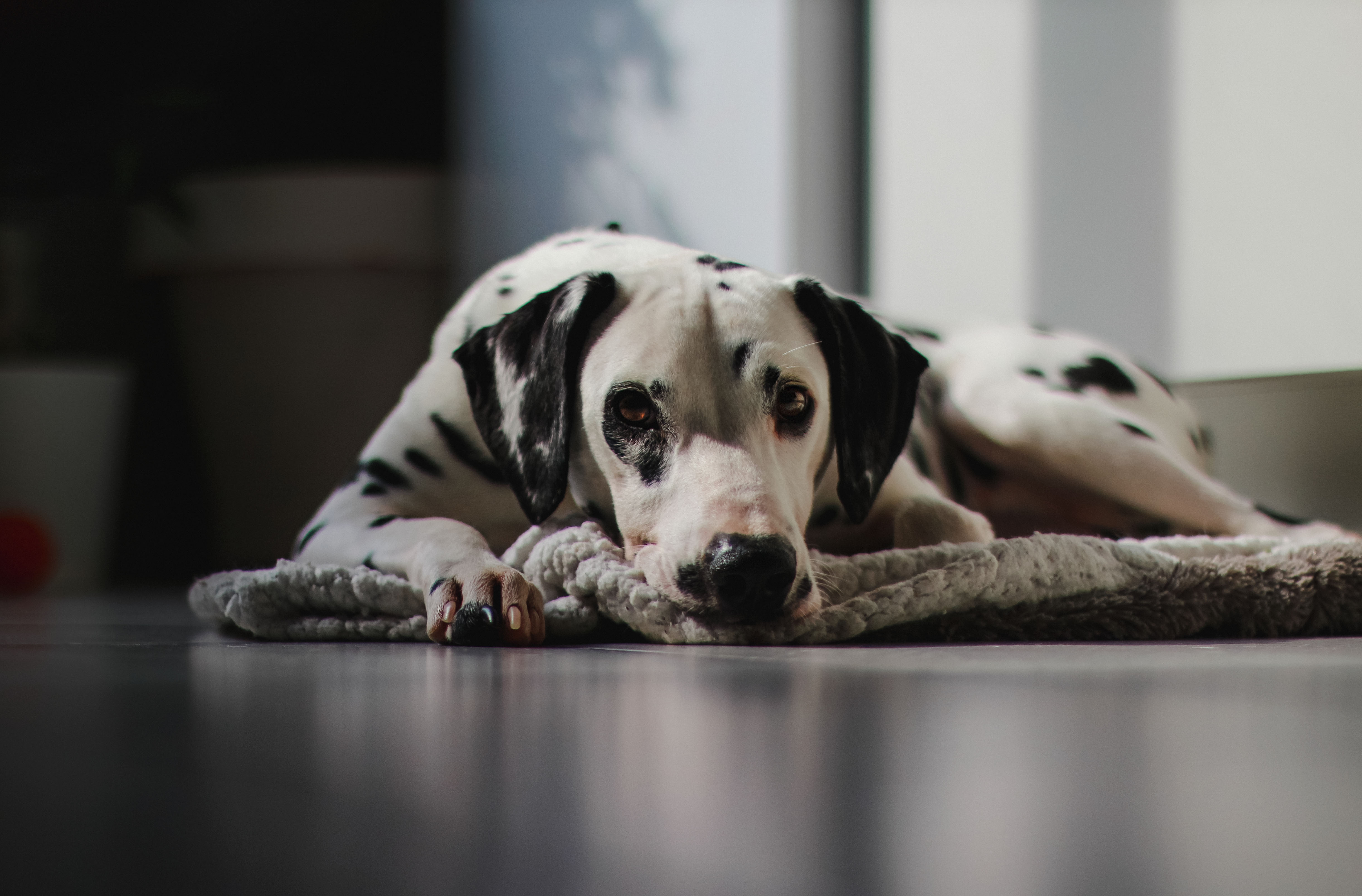PRO PLAN® logo with Dalmatian dog sitting on carpet