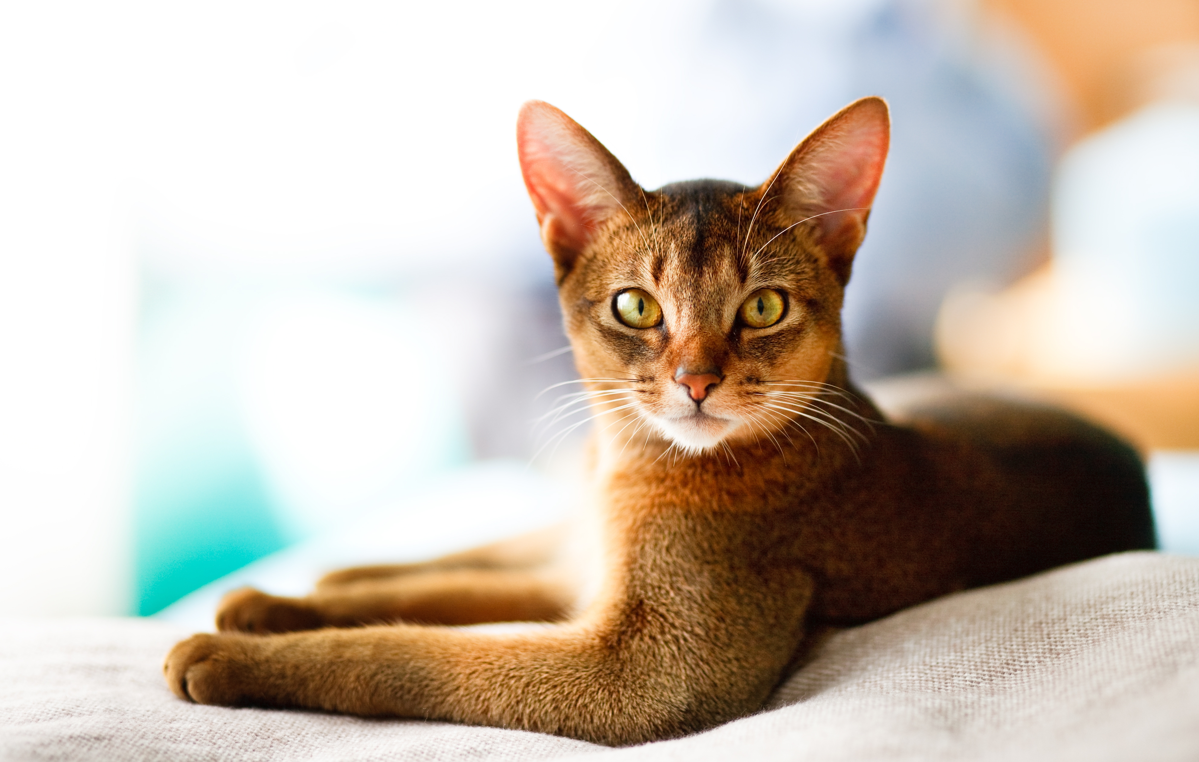 An alert cat looking into the screen