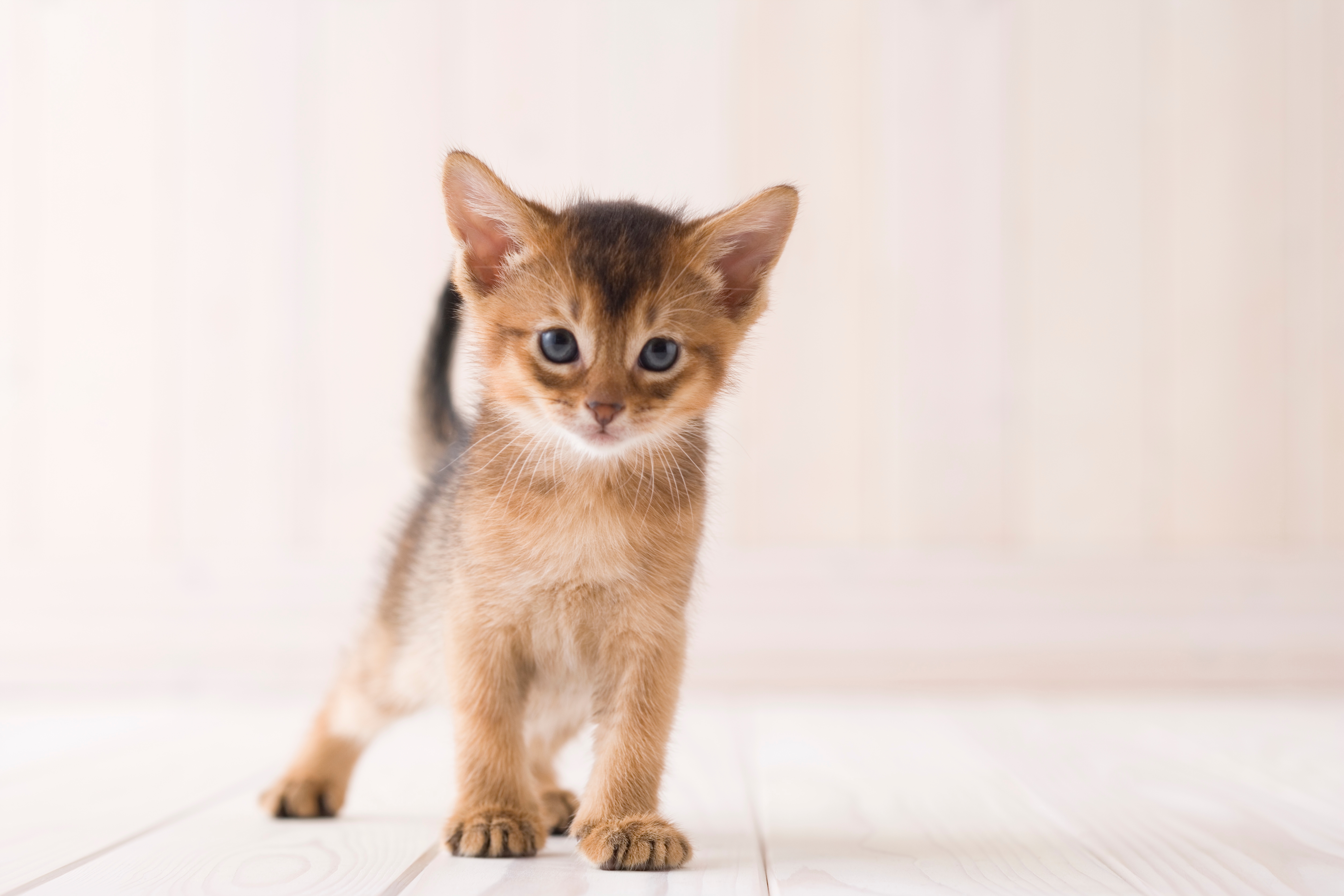 Cute kitten looking straight ahead