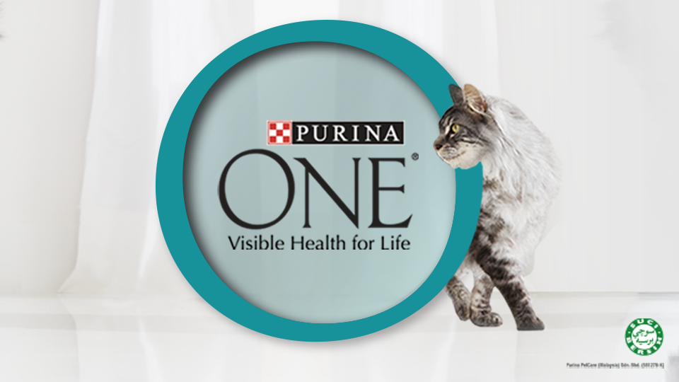 Maine Coon Cat staring at PURINA ONE logo