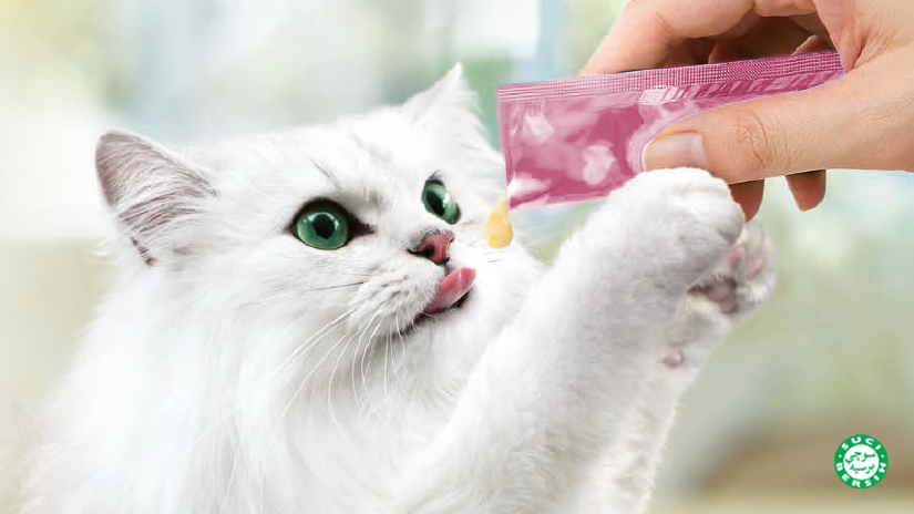 Persian cat licking up the Fancy Feast Puree Kiss Cat Treats