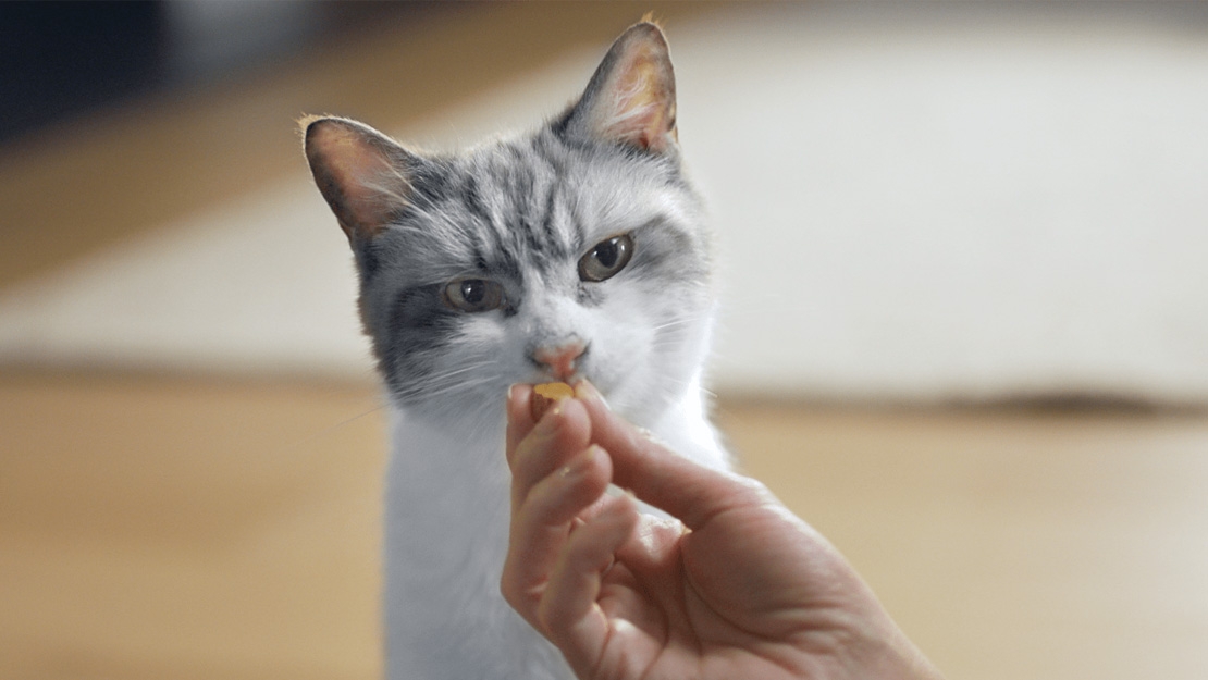 Cat food treats listing page