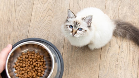 Human feeding white cat with a bowl of food