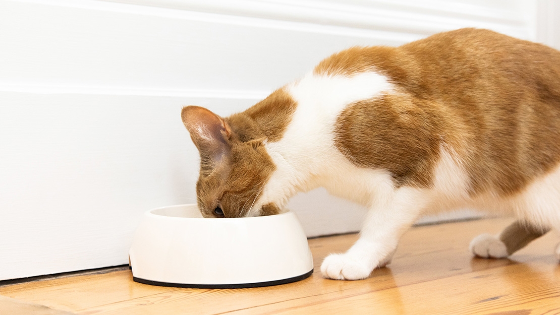 Cat eating from white bowl