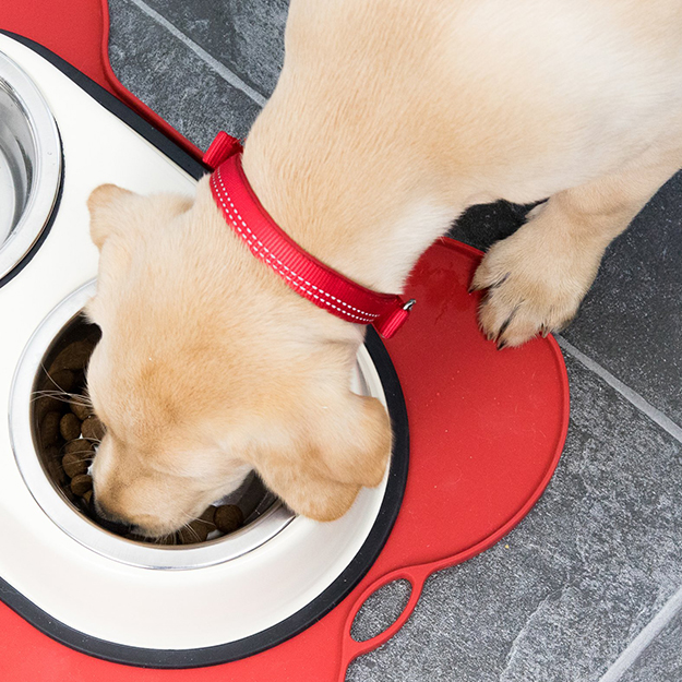 puppy eating its food