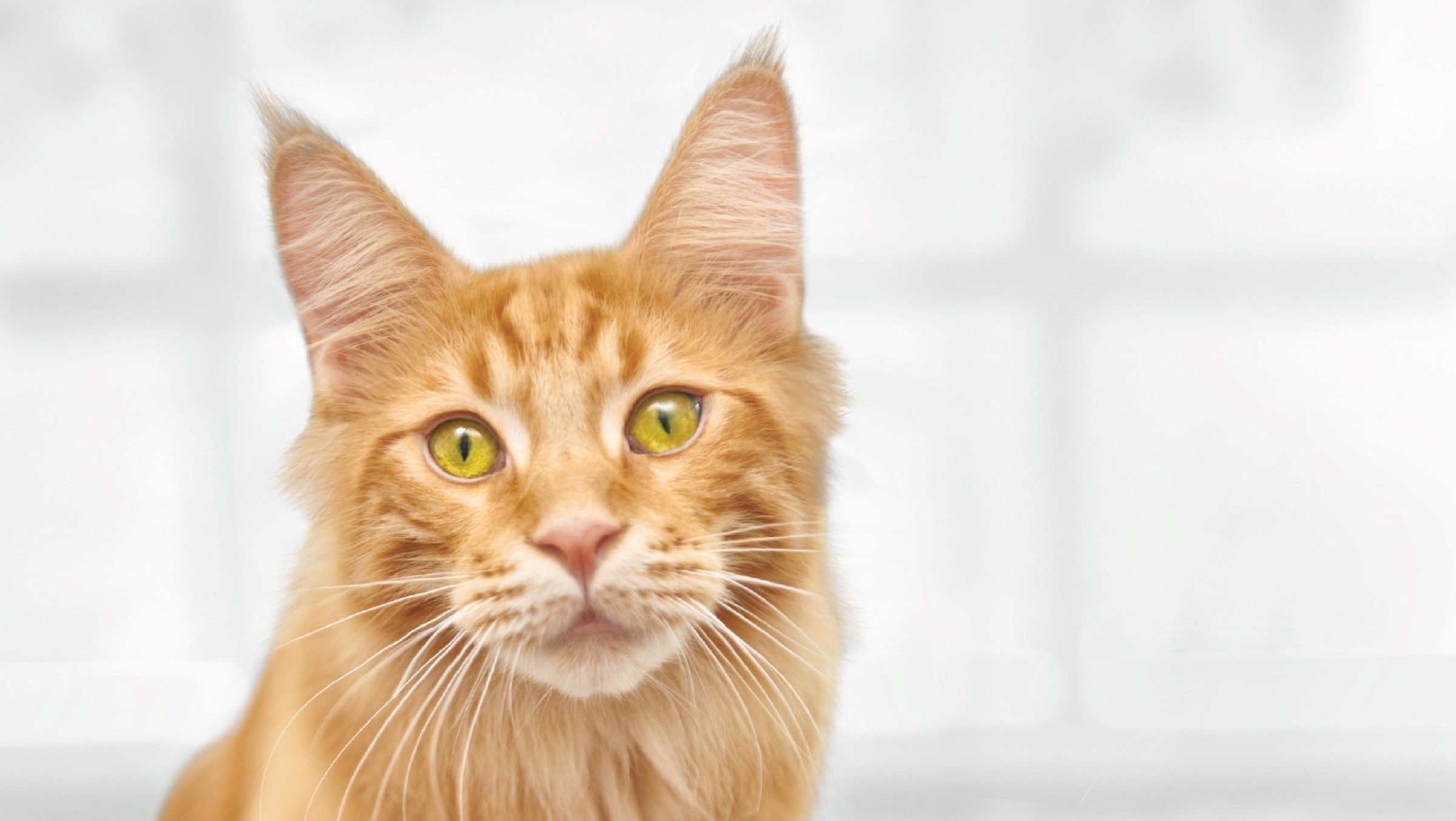 Healthy senior cat looking straight into screen