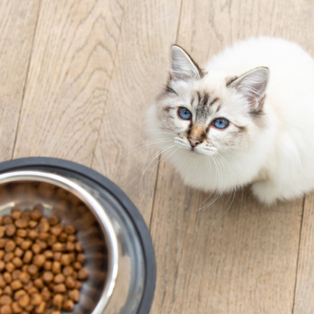 kitten looking up from food bowls