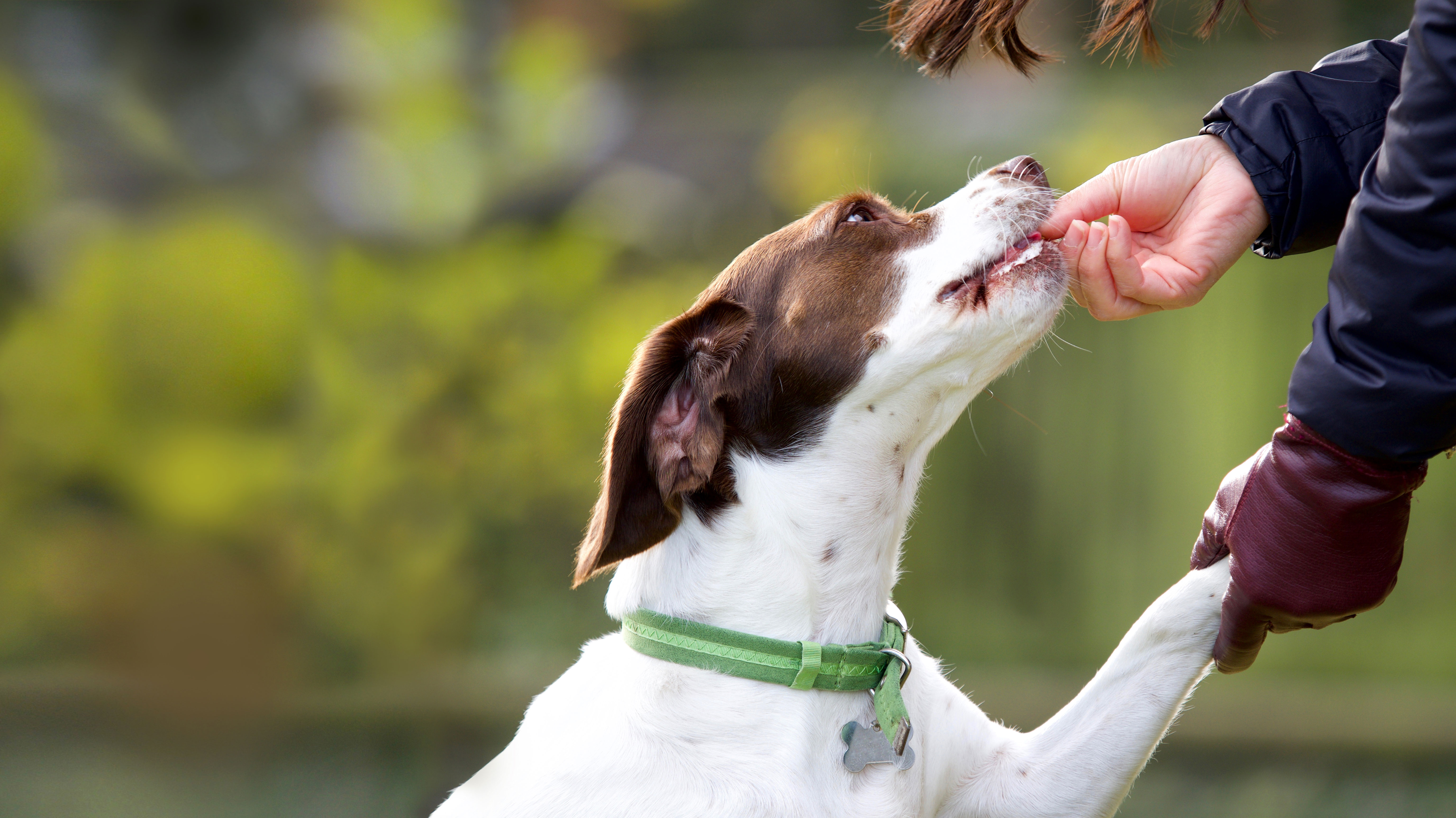 dog excited for treat