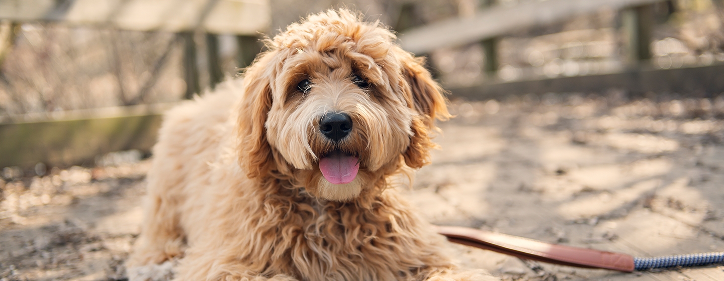 A poodle sitting down on a leash and staring towards the screen