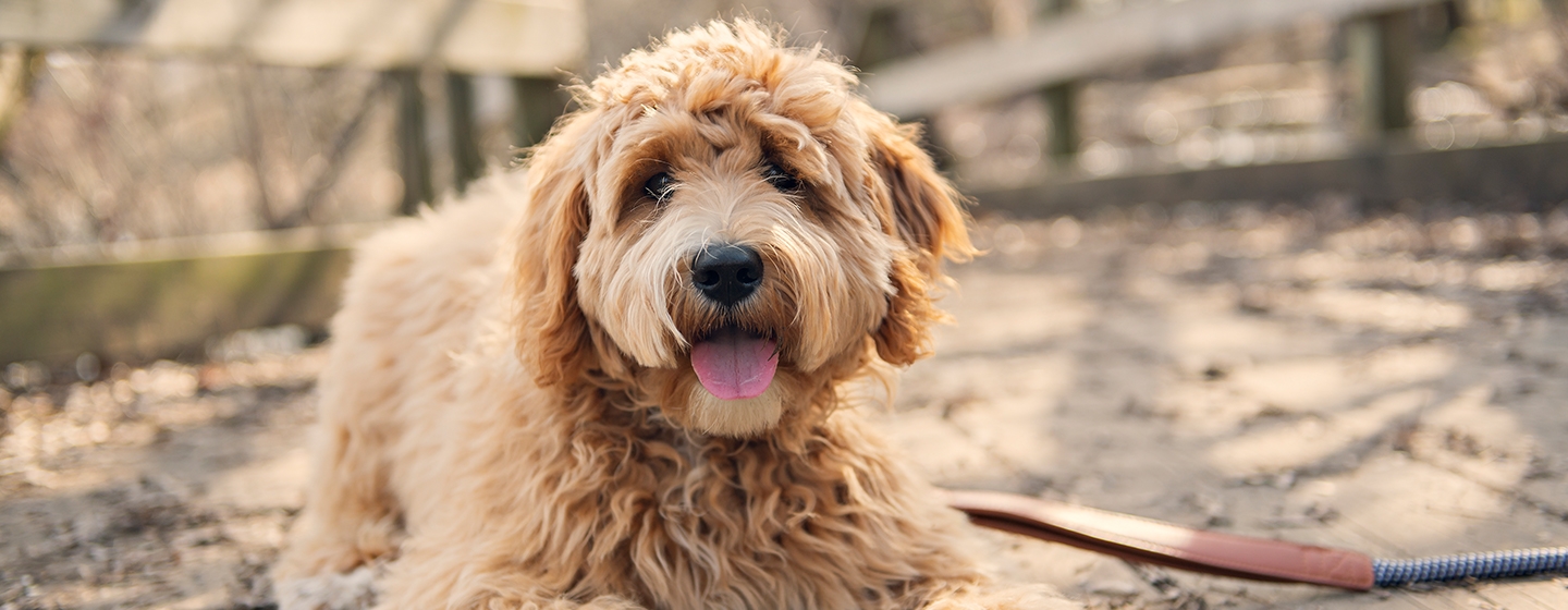 A poodle sitting down on a leash and staring towards the screen 