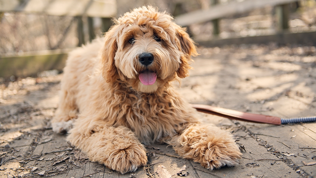 A poodle sitting down on a leash and staring towards the screen 