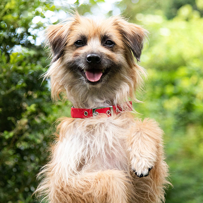 Dog welcoming owner to take breed selector quiz