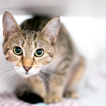 A wide eyed tabby cat in a crouching position